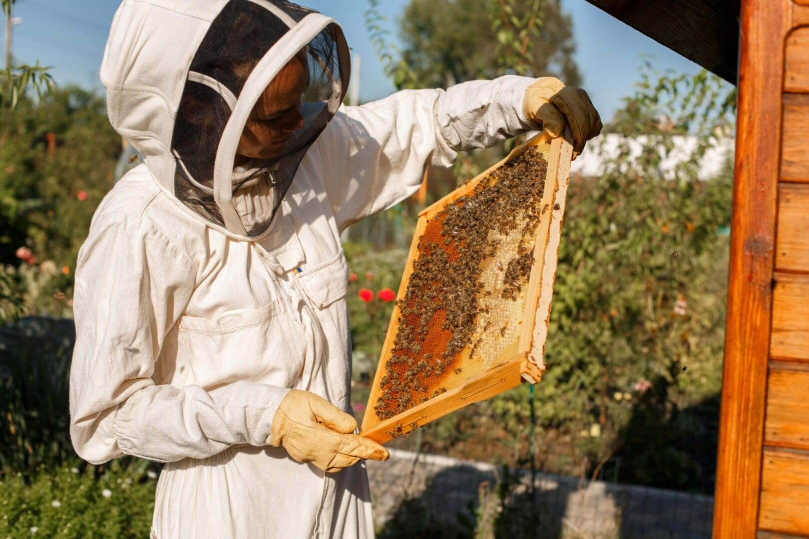 Beekeeper inspecting honeycomb in protective suit.