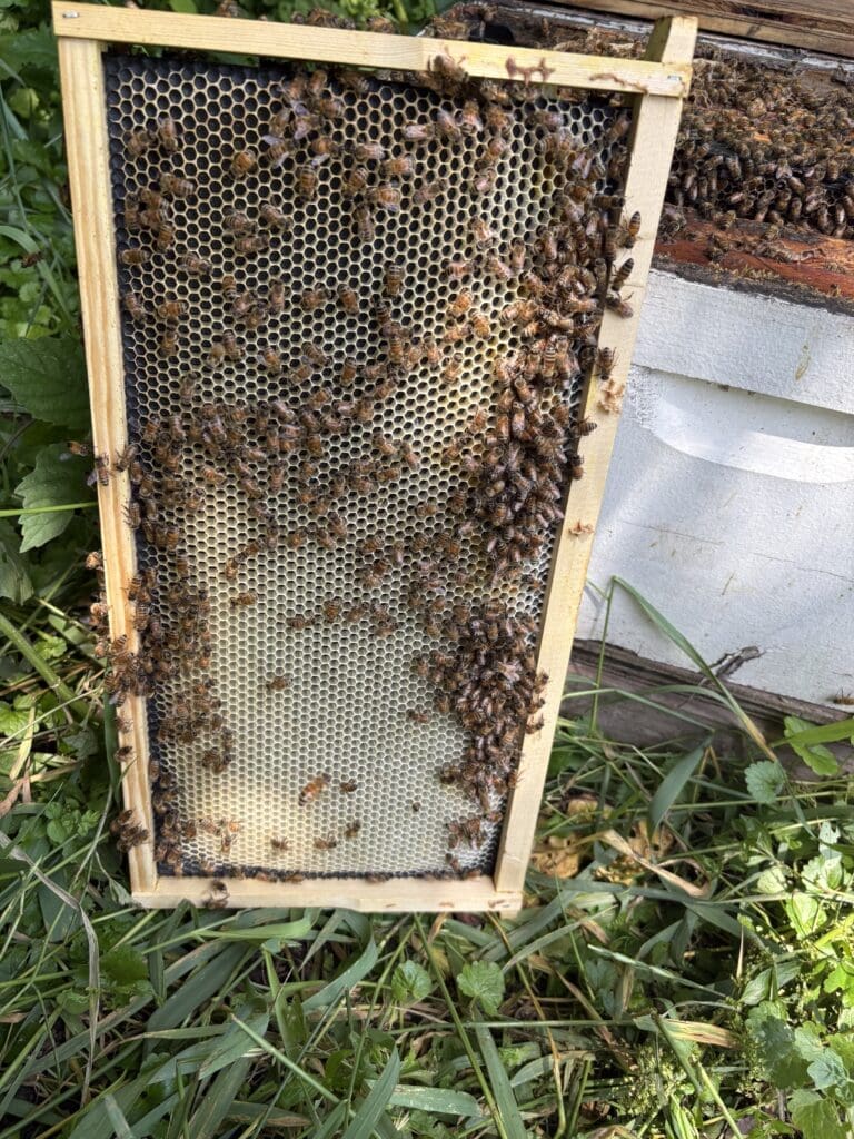 Honeycomb frame with raw beeswax and bees before cleaning