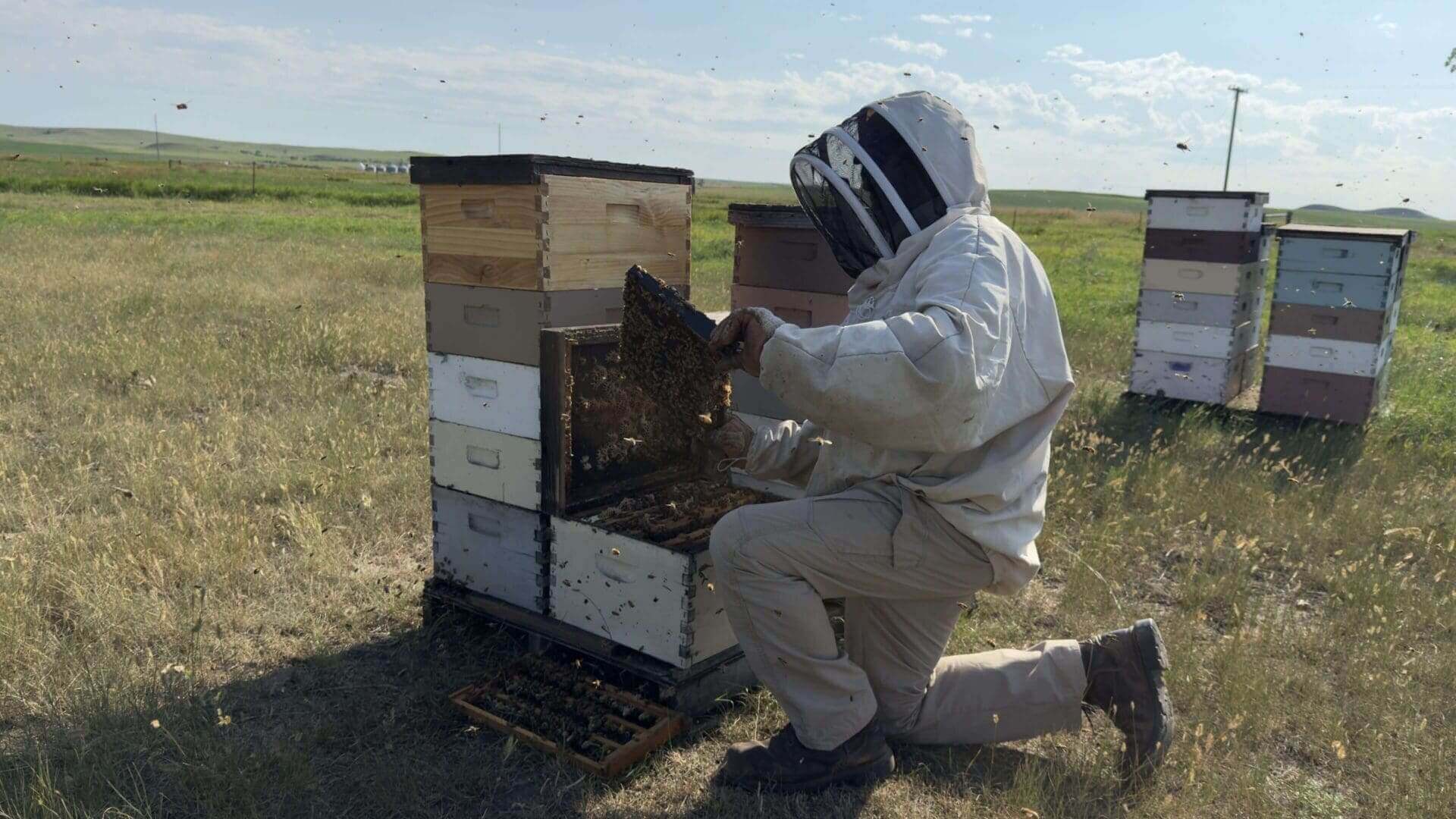 Beekeeper inspecting hive in open field.