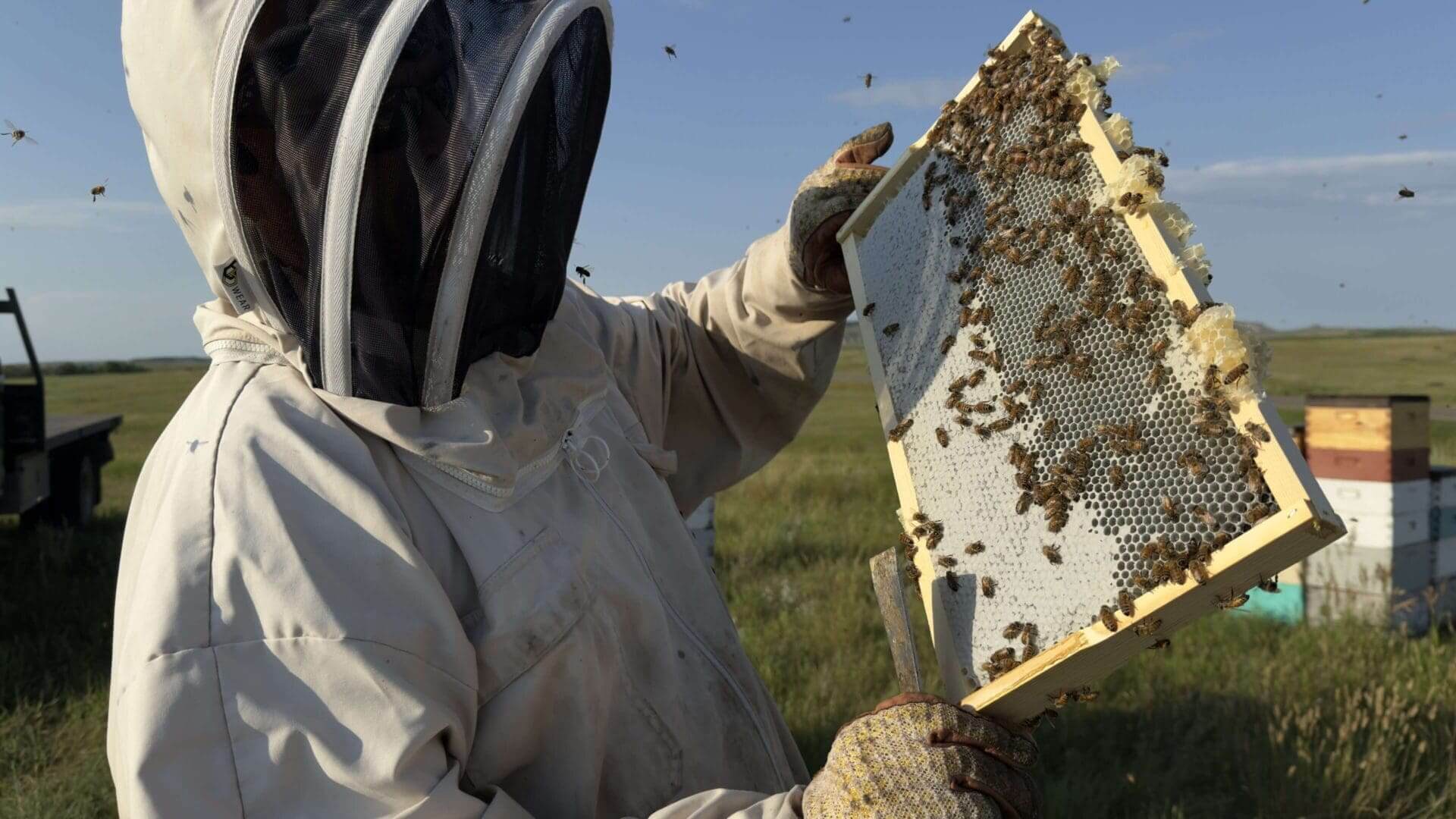 Beekeeper holding a honeycomb frame with raw beeswax