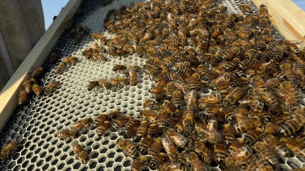 Raw beeswax and honeycomb pieces before filtering