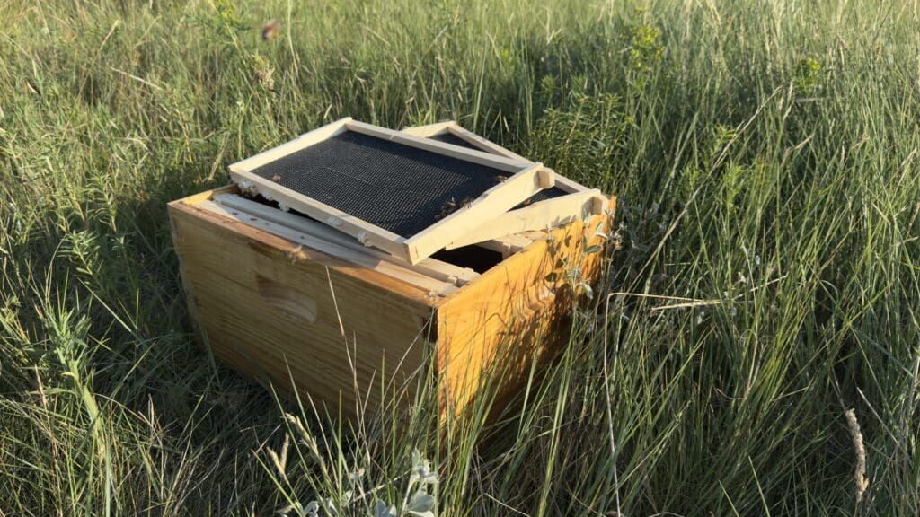 Beehive wooden box in grass at Beesedge apiary