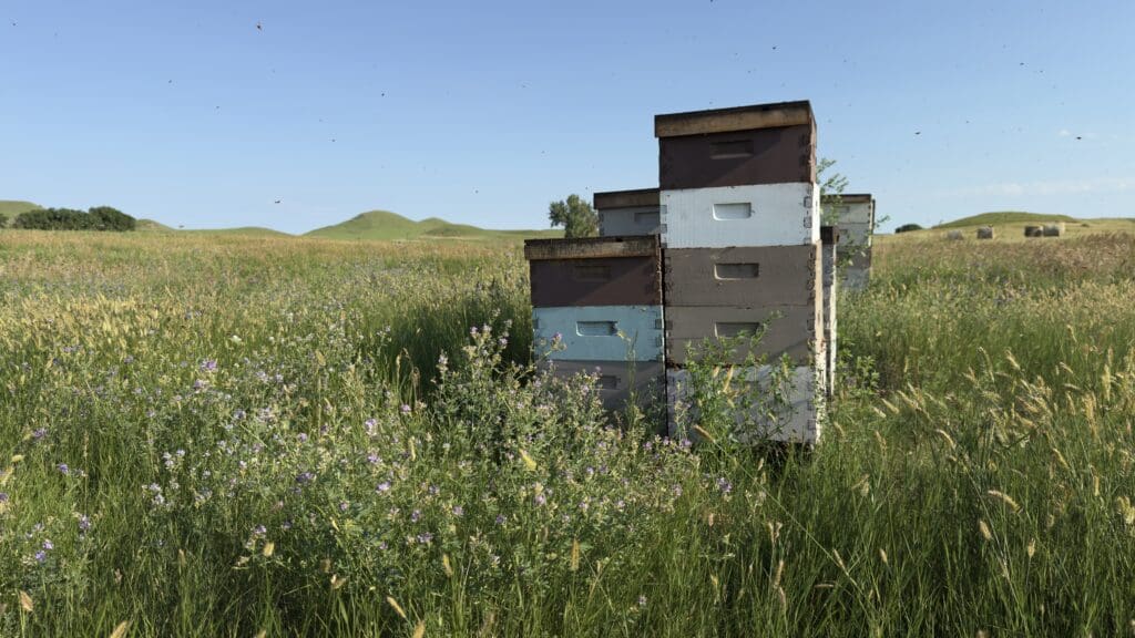  Beehives in the field at Beesedge apiary