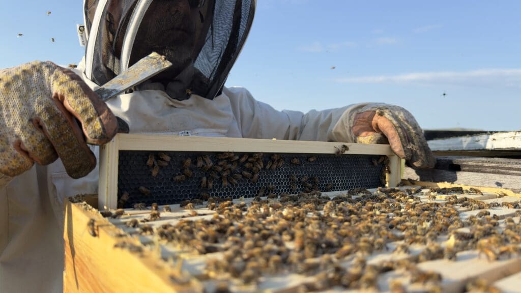 Bees on honeycomb frame at Beesedge apiary