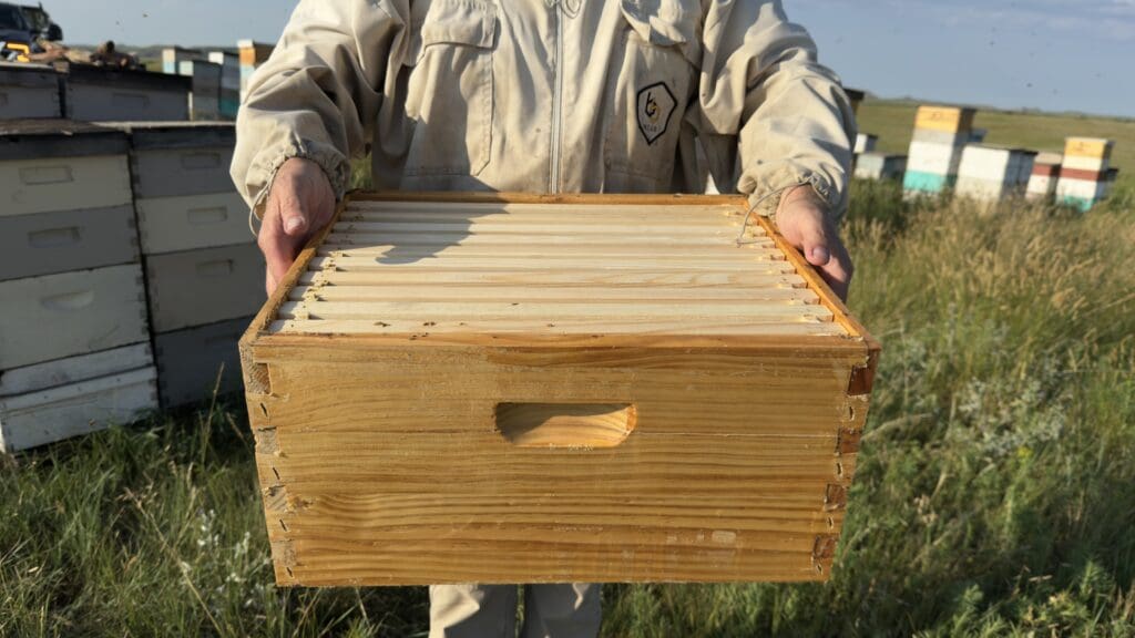 Wax-dipped Langstroth hive box held by beekeeper