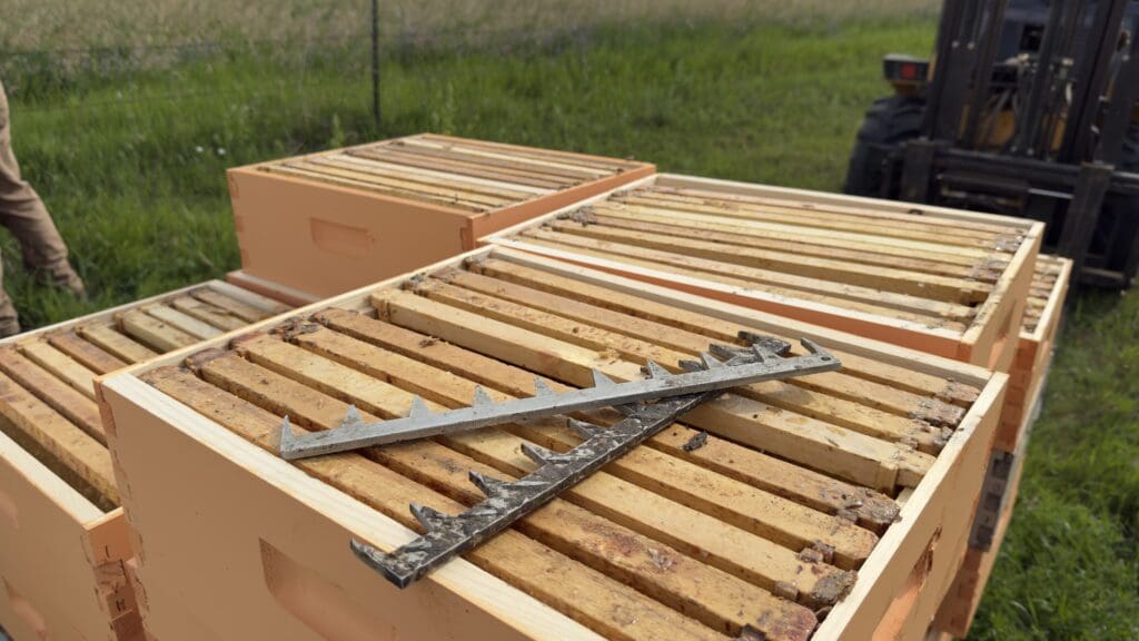 Honey super frames inside a Langstroth hive