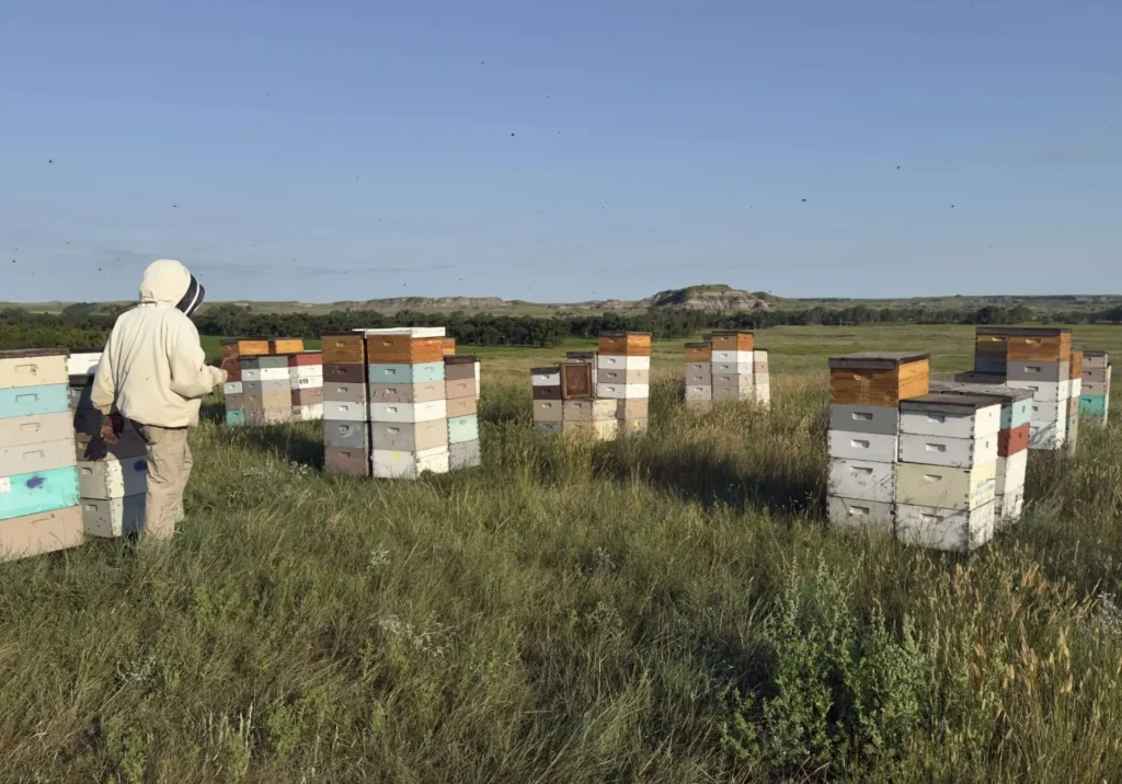 Beekeeper near multiple beehives in field.