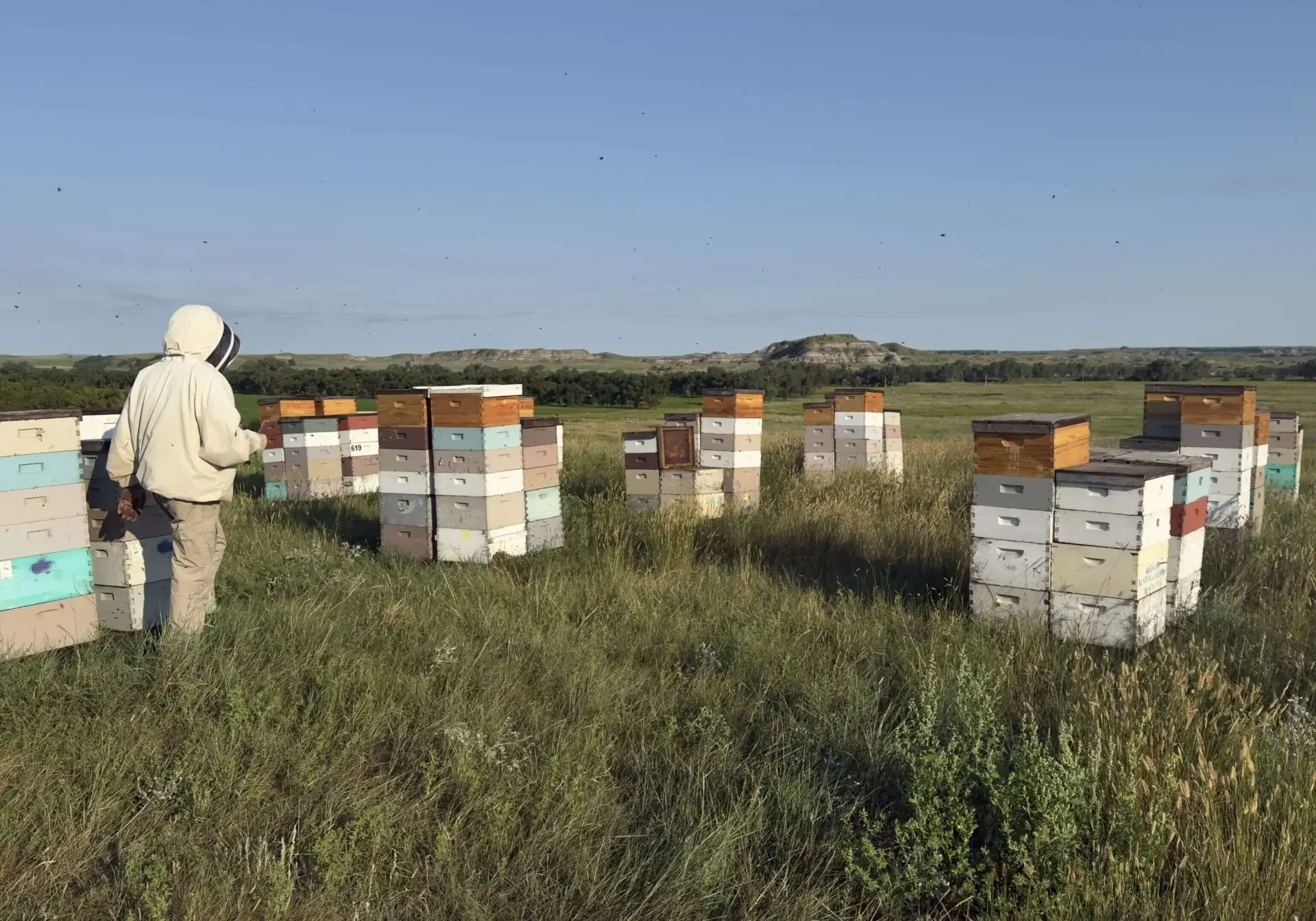 Beekeeper near multiple beehives in field.